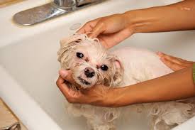 Types of Natural Dog Flea Treatments